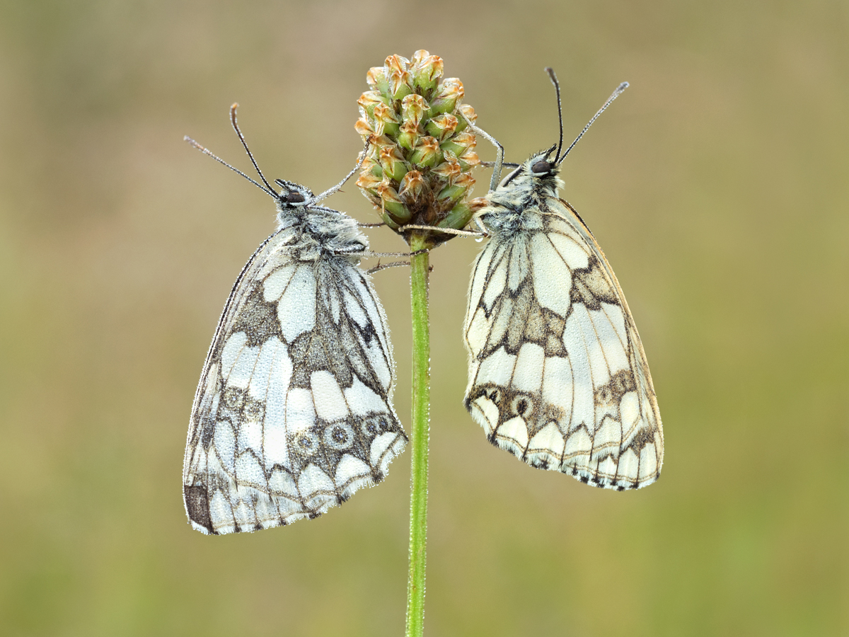 Marbled Whites 1